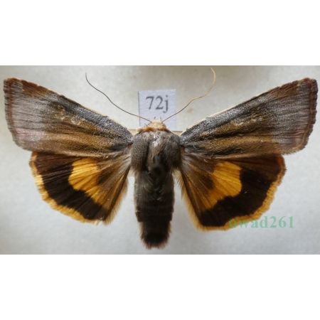 Noctua janthina Denis & Schiffermüller, 1775 Rolnica przepaska Czech72j
